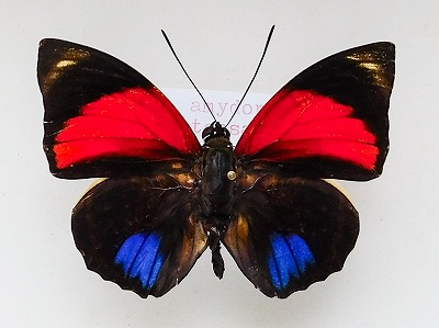 アグリアスファルキドンファルキドン 蝶標本 昆虫 標本 Agrias Q