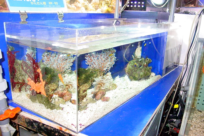 店舗案内 | 海水魚のパイオニア 日海センター （日海フィッシュコム）