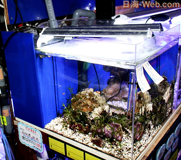 硝酸塩還元塔 日海センターオリジナル 硝酸塩還元システム NK-300フル