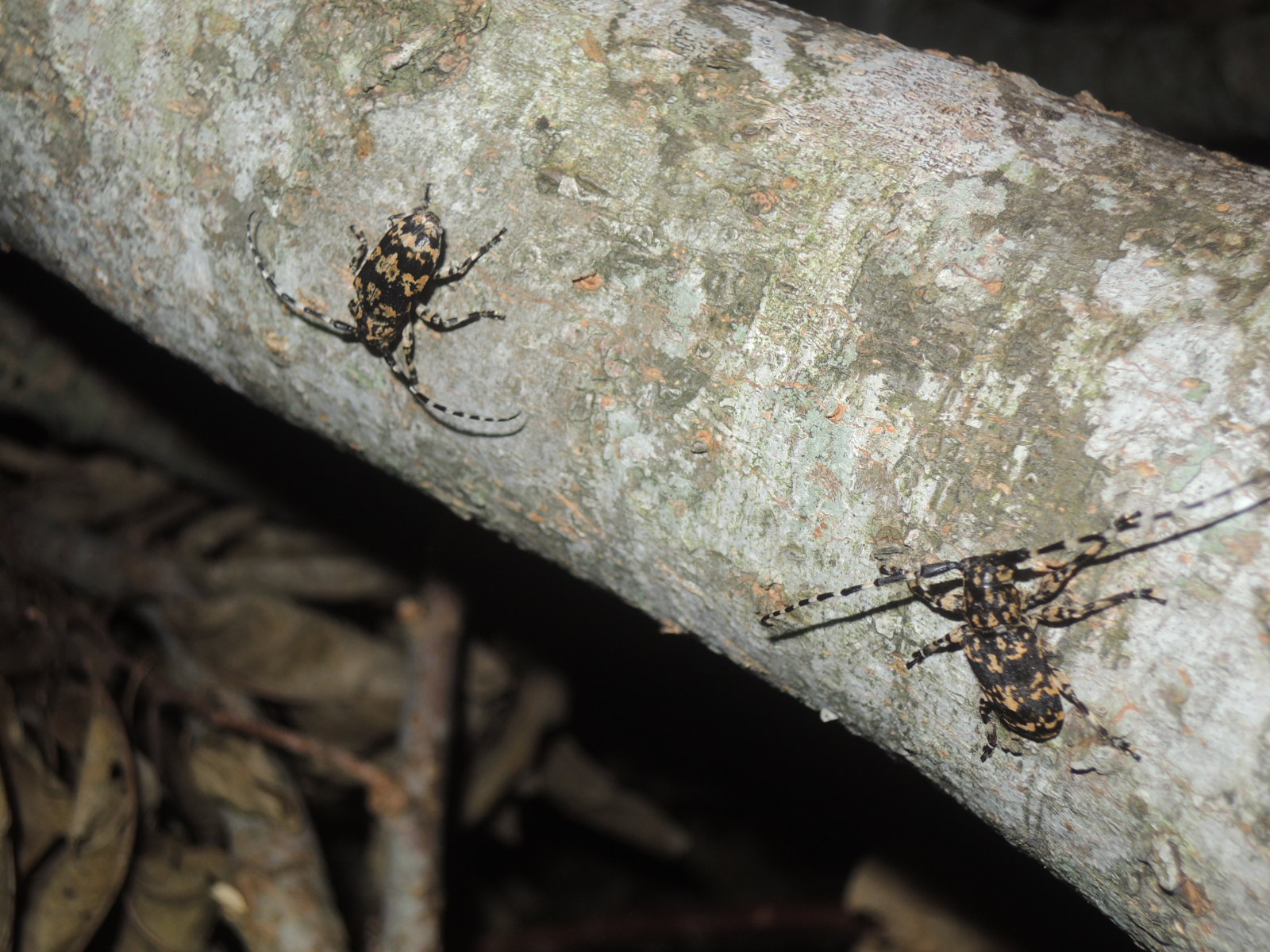 イエカミキリ のアーカイブ