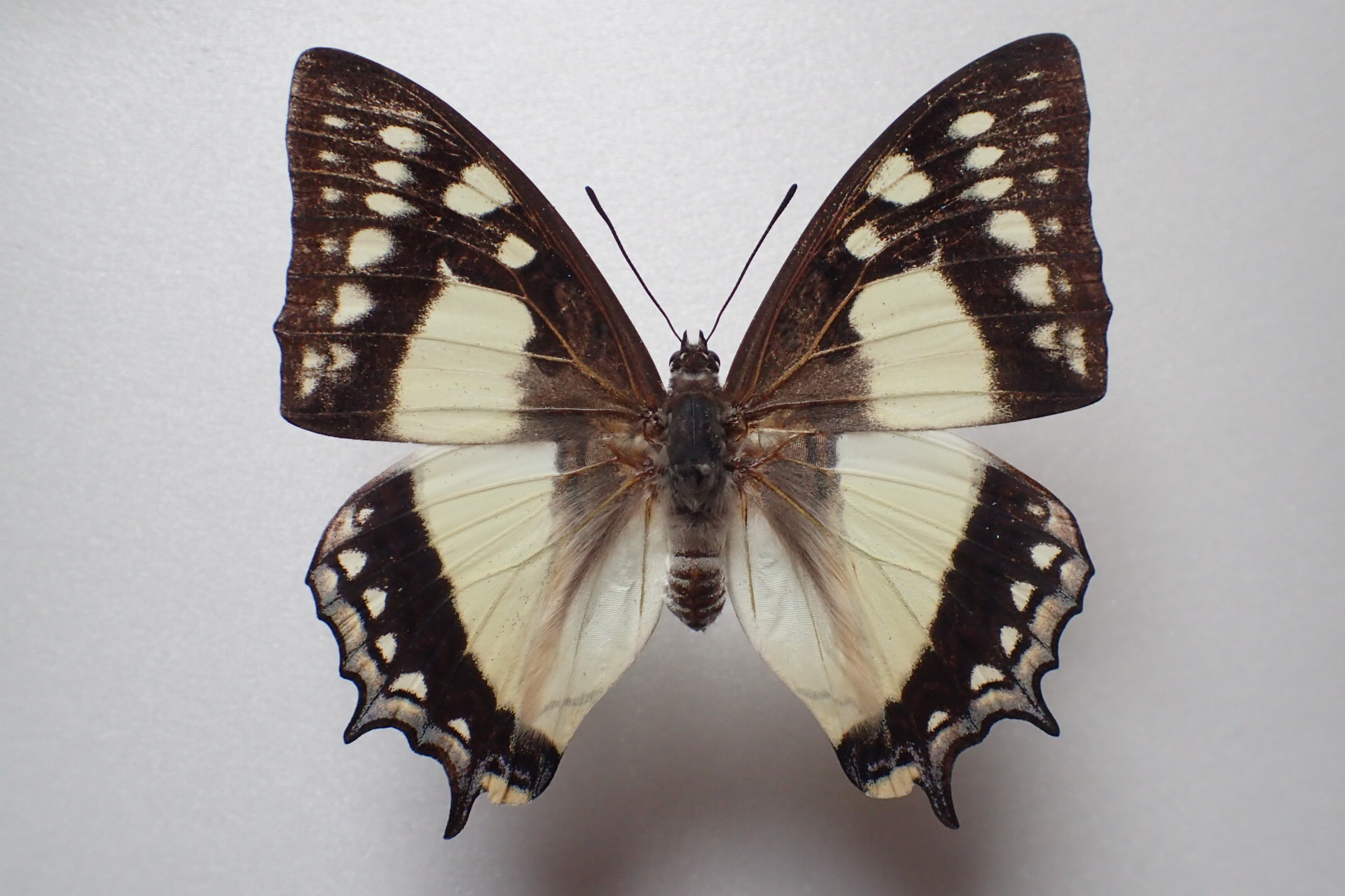 コレクション ☆蝶 標本 鹿児島県奄美大島産 フタオチョウ雌 採集品 蝶