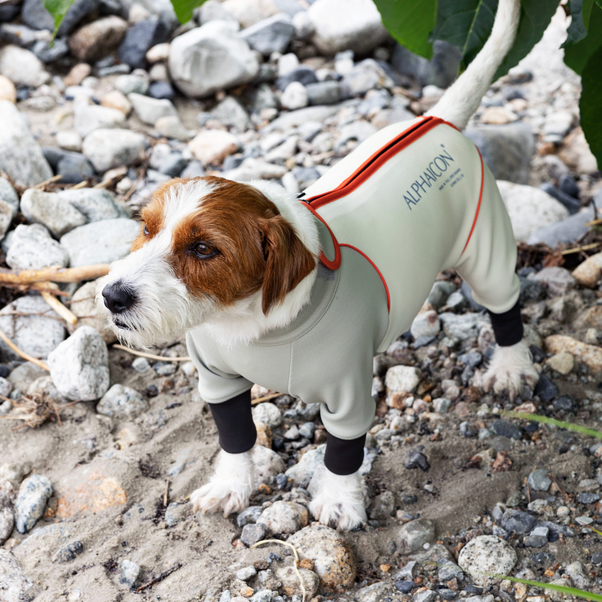 New product information] W.FULL DOG ​​GUARD released on 9/12