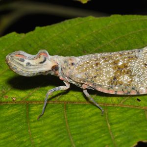 動物事典 -ユカタンビワハゴロモ [ Fulgora laternaria ] -