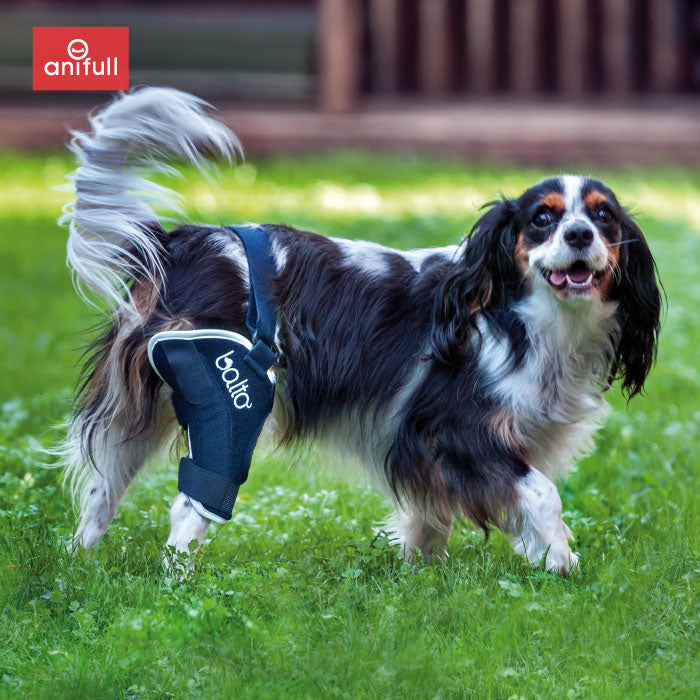 BT JUMP (膝サポーター) 犬用 後ろ足 サポーター – anifull