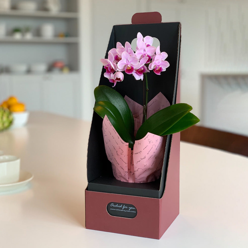 ギフトカード】マイクロ胡蝶蘭 2WAYBOX入り(2.5号鉢1本立ち 淡ピンク