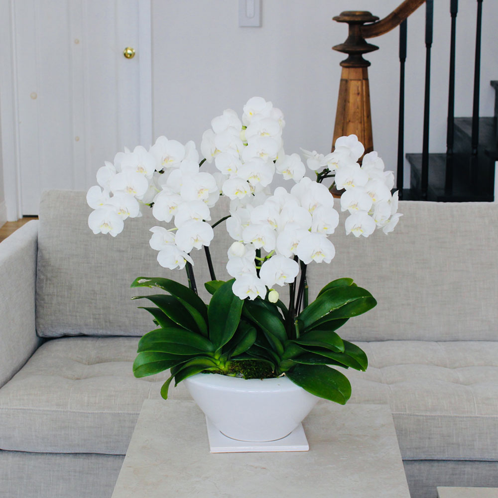 ギフトカード】ミディ胡蝶蘭白平鉢(8号鉢5本立ち ホワイト系) ギフト