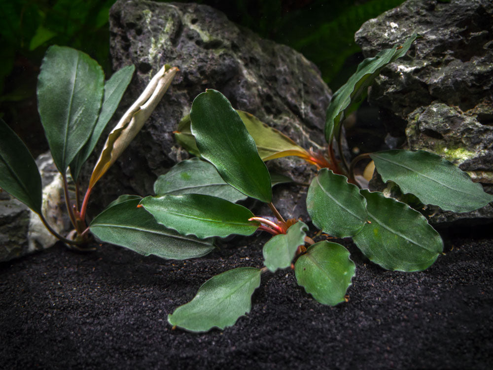Theia Green Buce Plant (Bucephalandra sp.) - Aquatic Arts