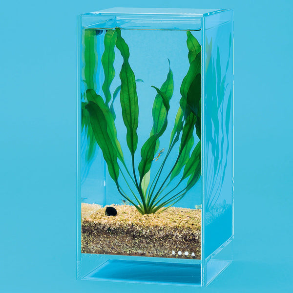 DOOA NEO GLASS AIR W15×D15×H30cm – Aqua Forest Aquarium