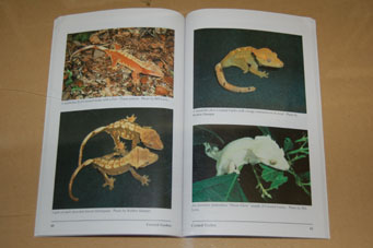 動植物関連書籍 ＞ 爬虫類 ＞ トカゲ ＞ ヤモリ ＞ ミカドヤモリの繁殖