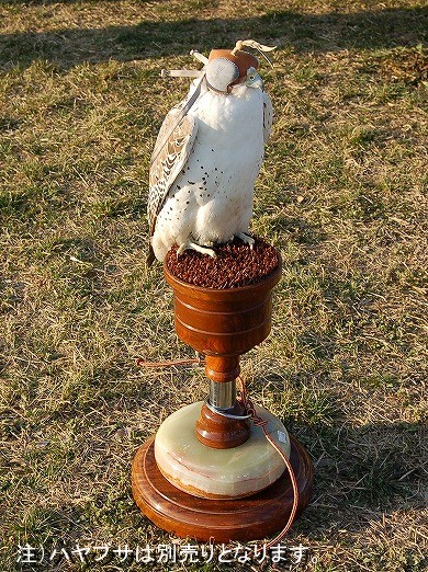 動植物関連書籍 ＞ ☆鷹道具 ＞ ブロック！新着です！ ＞ ファルコン