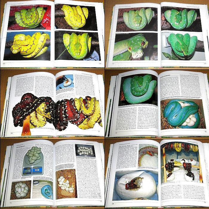 動植物関連書籍 ＞ 爬虫類 ＞ ヘビ ＞ ボア・パイソン ＞ グリーン