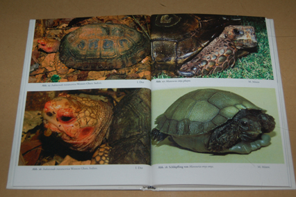 動植物関連書籍 ＞ 爬虫類 ＞ カメ ＞ 国・地域別カメ ＞ インド亜大陸