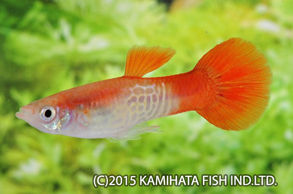 外産グッピー｜神畑養魚株式会社