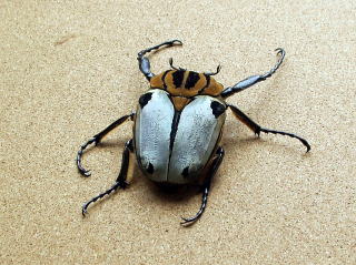 ゴライアスカタモンオオツノハナムグリ 約52ミリ ゴライアスカタモン