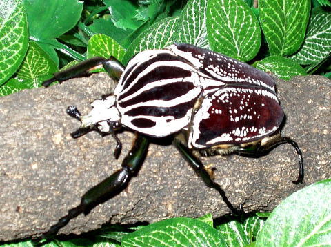 ゴライアスオオツノハナムグリ（コンゴ産）