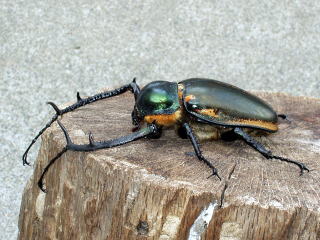 ヤンソニーテナガコガネ