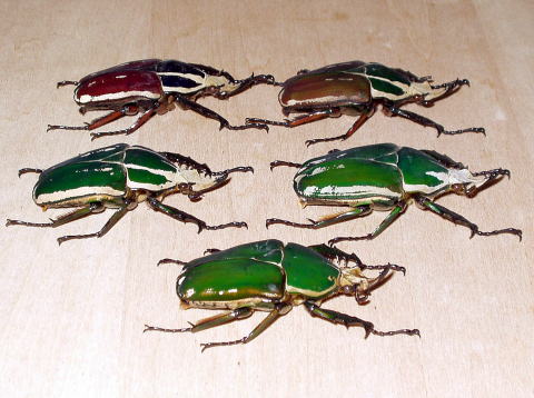 ウガンダ ウガンデンシス トルクアータポギー 全てC品 ウガンダ