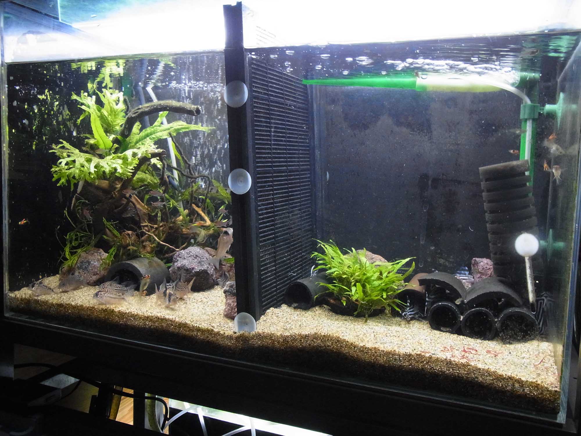 60センチ セパレート 水槽仕切り付き