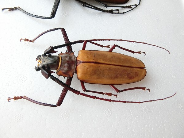 アルミラトゥス カミキリ標本 130mm】トゲムネウスバカミキリ アルミ