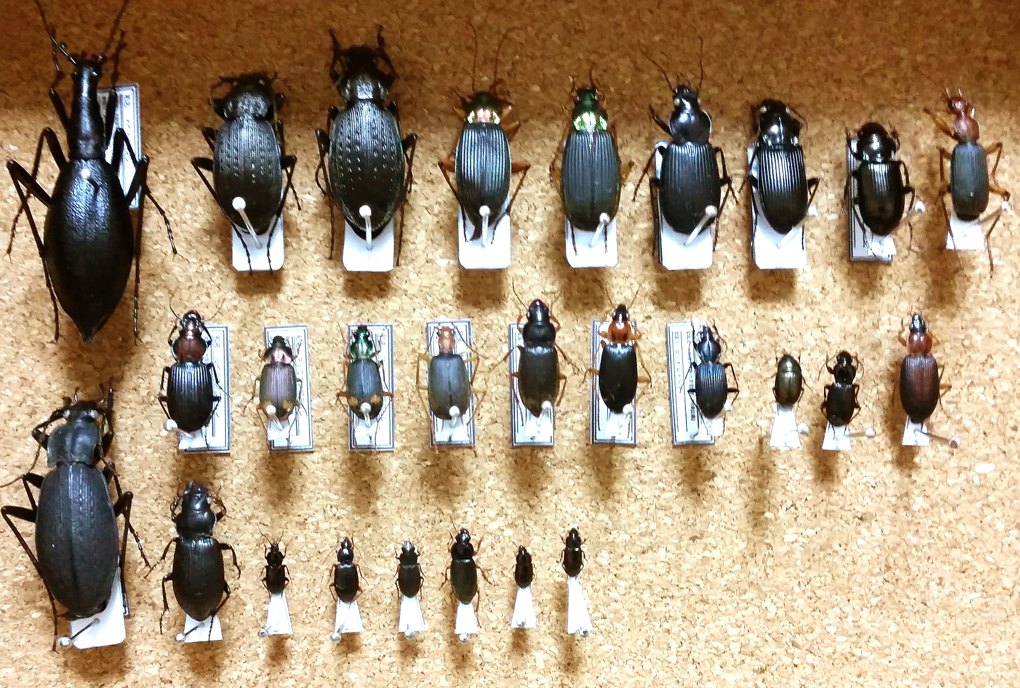 雑記】標本を見て振り返る② - けろんの100円で昆虫採集！