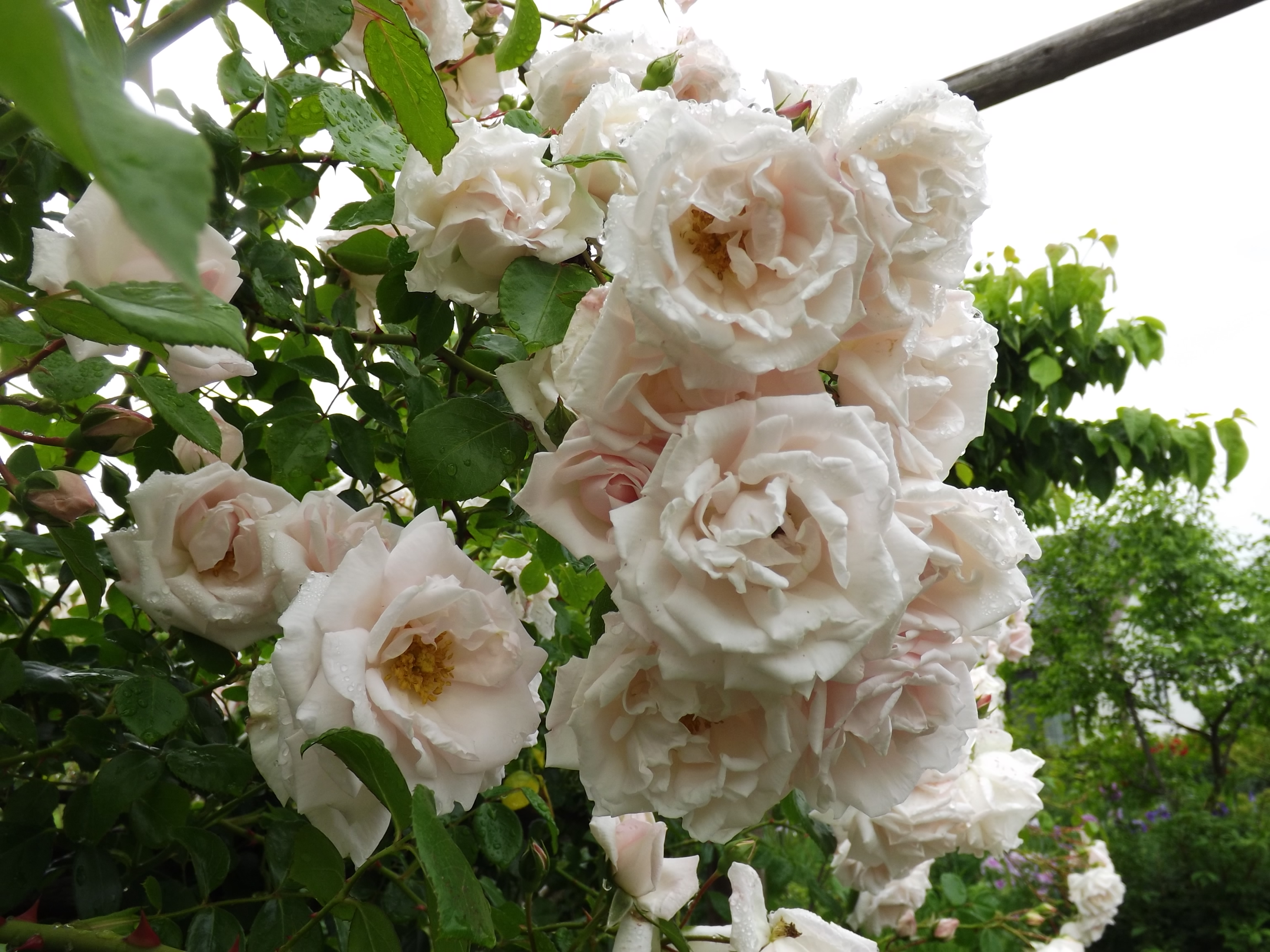 ニュー ドーン ｜ あとりえティストウのブログ