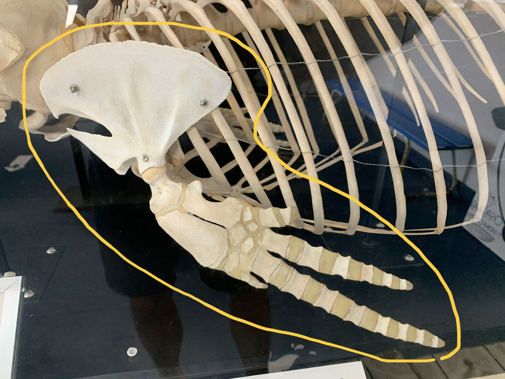 鯨の骨 マッコウクジラの骨 - ななめや - BOOTH