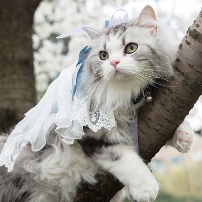 ハロウィン、ゴスロリスタイ(②)わんちゃん猫ちゃん用 ゴスロリ風