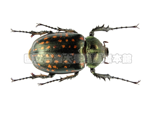 標本 Cheirotonus formosanus 54mm 標本 Cheirotonus formosanus 54mm