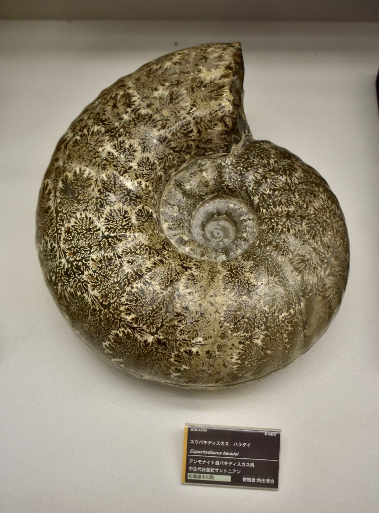 化石写真集 アンモナイト 三笠市立博物館 終了平成30年度企画展