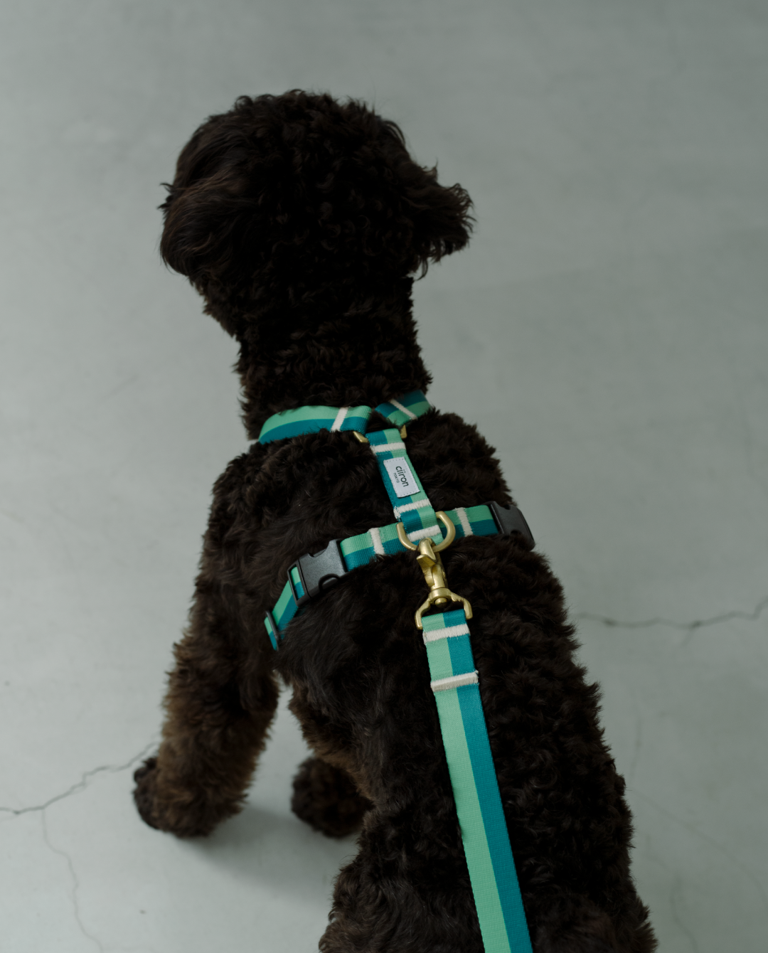 citron 犬用ハーネス グレー・チェックハーネスセット Matthew citron