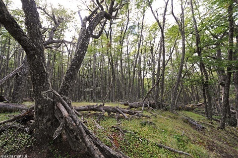 パタゴニアの3種類の南極ブナ①：落葉樹「レンガ」 | アンディーナ