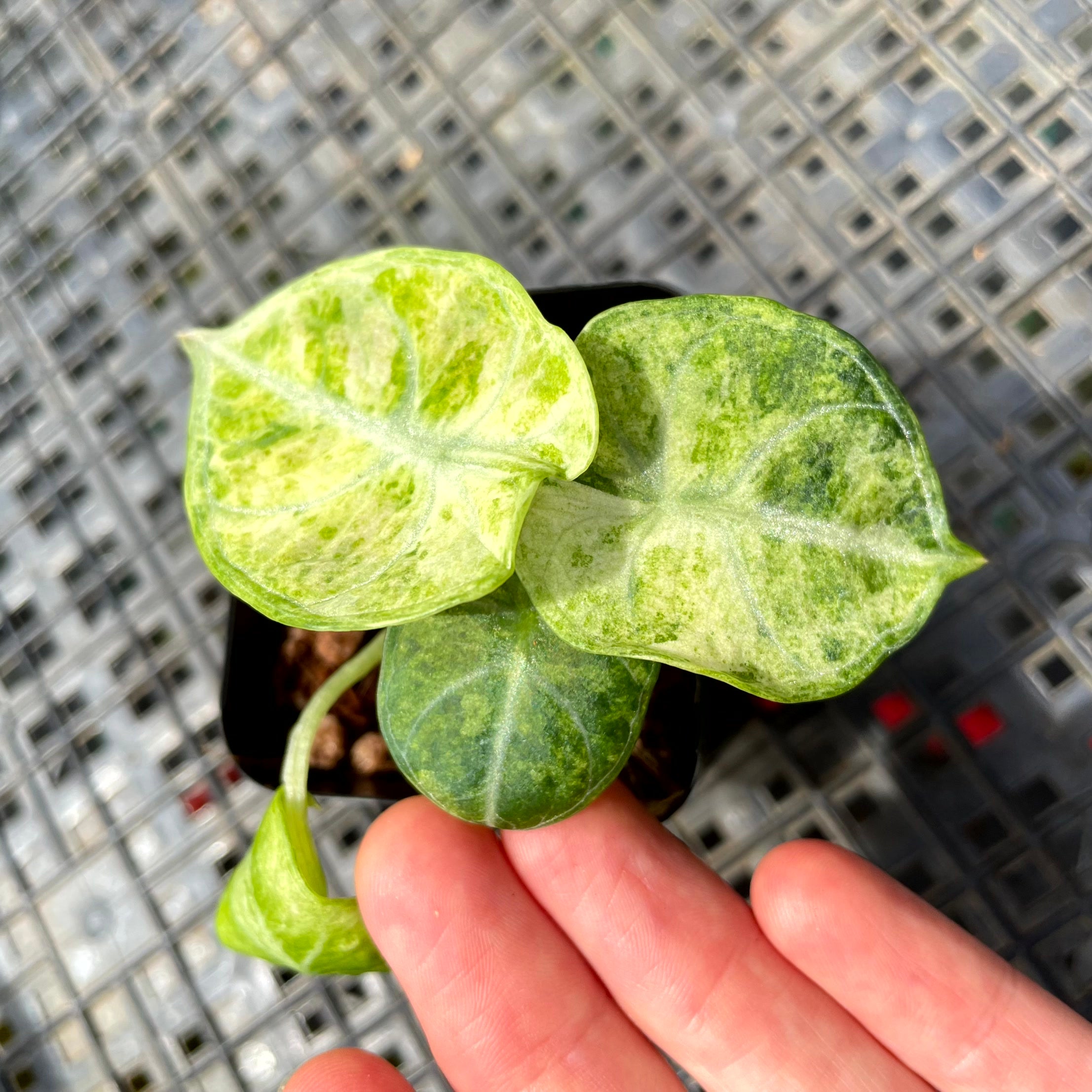 Alocasia Ninja Tricolor, Exact Plant Variegated Ships Nationwide
