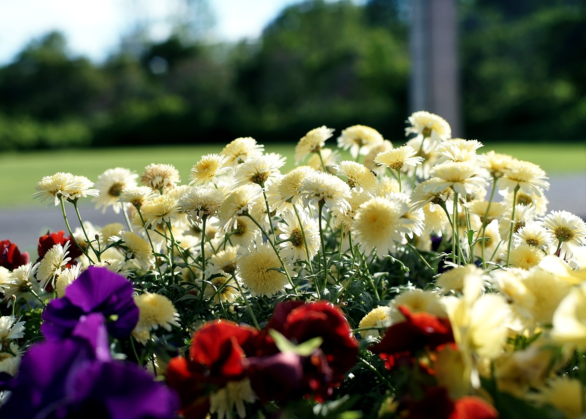 美品】ミノルタA5ロッコールPF45mmF2フルマニュアル機【試写