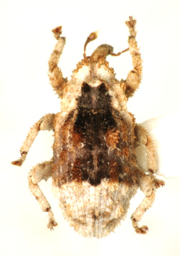 マダガカカル産 珍品ゾウムシ 17mm マダガカカル産 珍品ゾウムシ 17mm