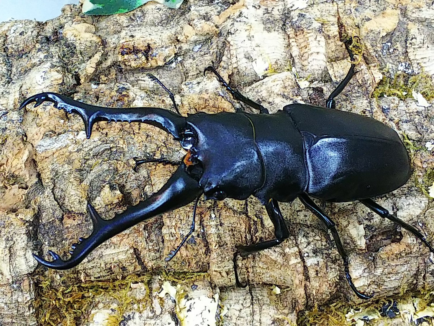 ギラファノコギリクワガタ(亜種ケイスケ) – タグ 
