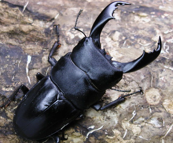 テイオウヒラタクワガタ|ドルクスダンケ