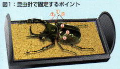 クワガタ標本 8体セット 展示ケース付き クワガタ標本 8体セット 展示