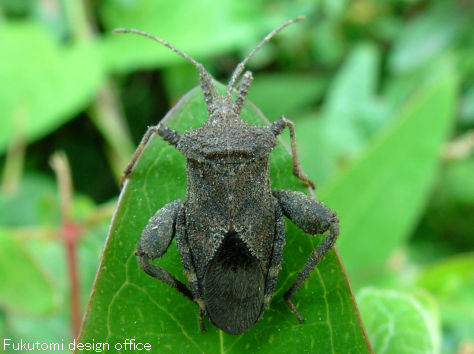 福光村昆虫記（カメムシ2：ヘリカメムシ科）