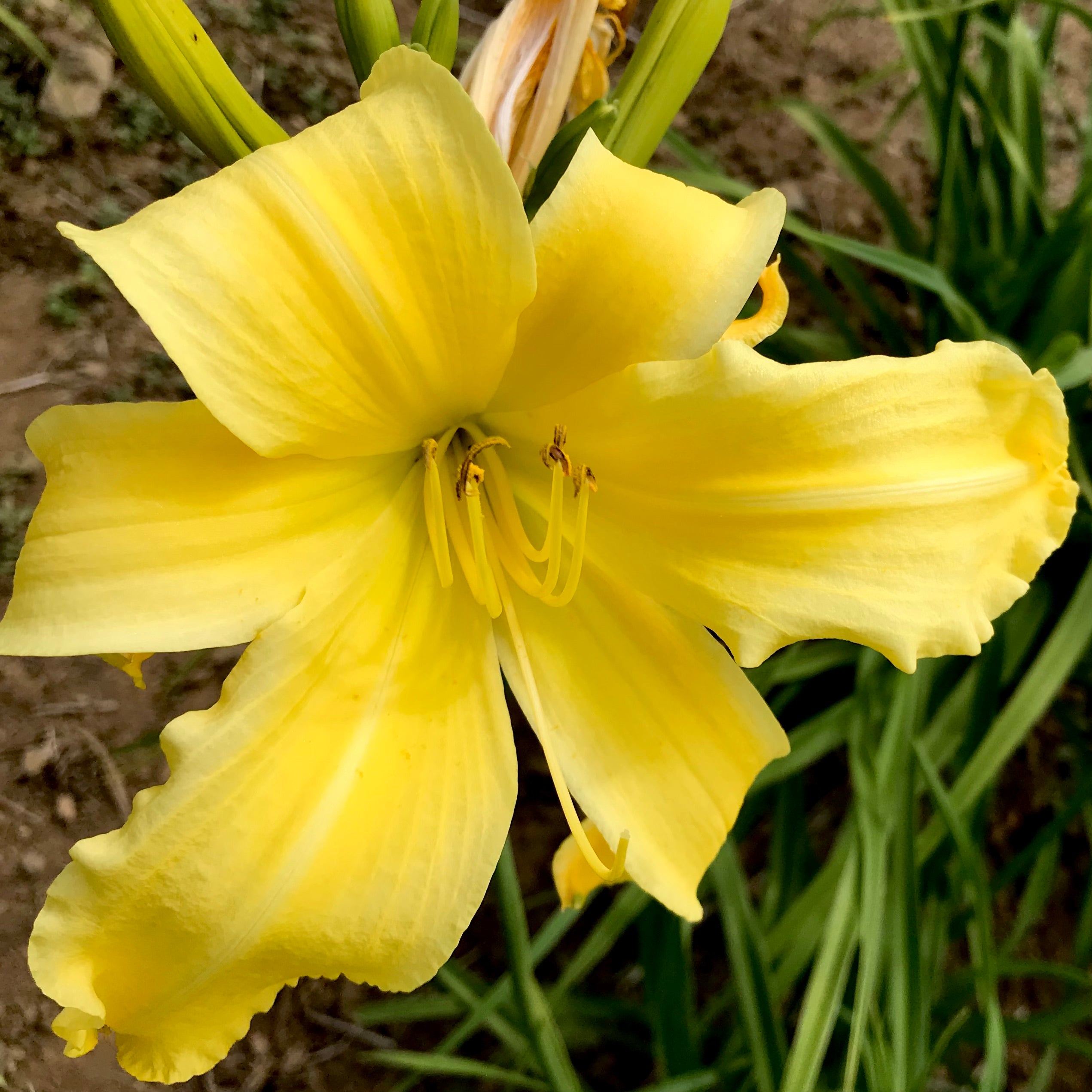 Hemerocallis 'Mint Tint' (Daylily) – Fieldstone Gardens Inc