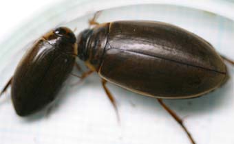 エゾヒラタヒメゲンゴロウ