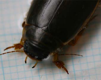 エゾヒラタヒメゲンゴロウ 3匹 エゾヒラタヒメゲンゴロウ