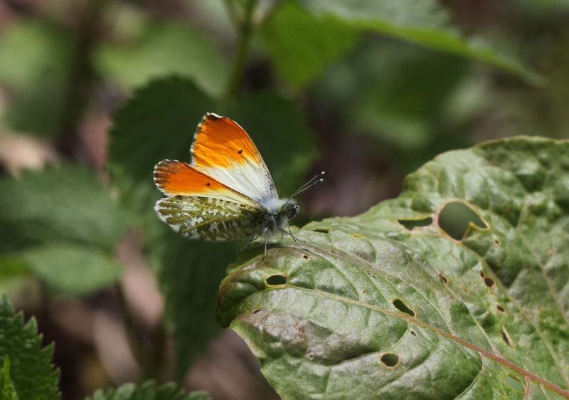 憧れのクモマツマキチョウ