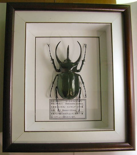 昆虫標本 - うみねこ通販 【Glass Beetleヤマトカブトムシ標本 GB-001】