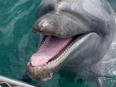 バンドウイルカの牙(歯) 種類によって特徴は様々？ハクジラの歯 | 札幌