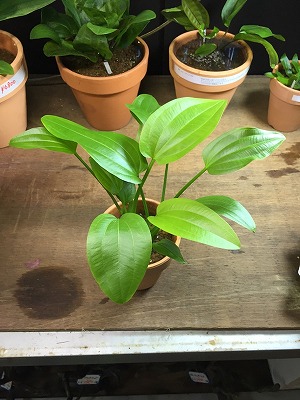 H27・10・6 エキノドルス入荷情報 | エキゾチックアフリカ（淡水