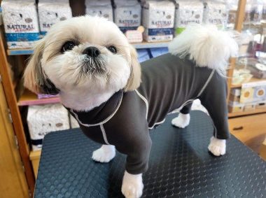 チルティー通信＊＊＊