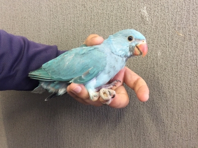 ワカケホンセイインコ（ツキノワインコ） ブルー ヒナ 手乗り
