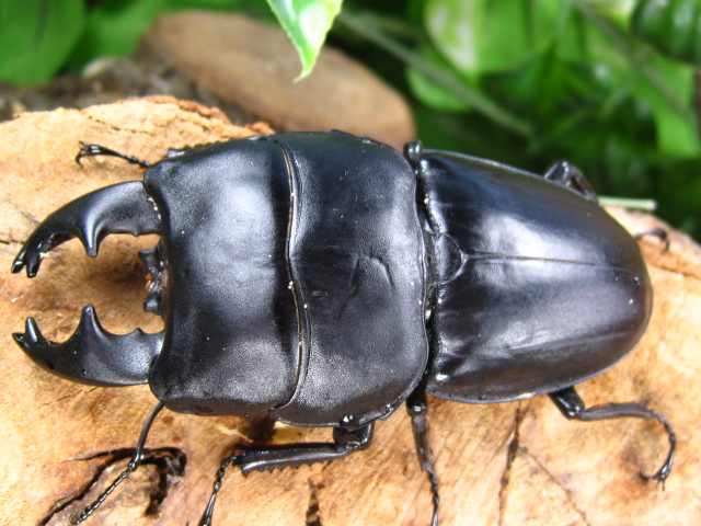 送料無料 いつまで 特大アルキデスヒラタクワガタ（長齒）標本 標本 - 標本