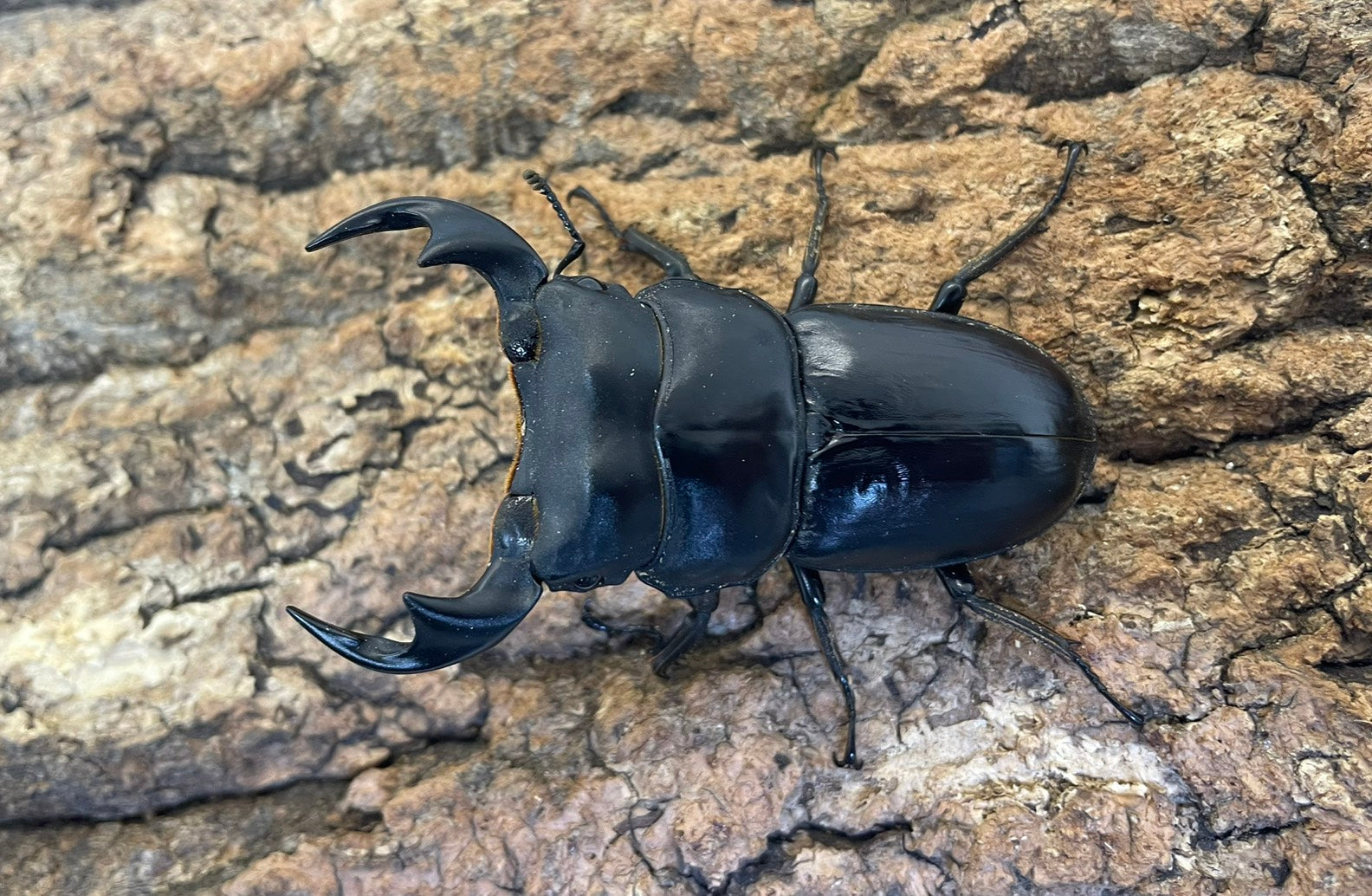 マレーアンタエウスオオクワガタ – INSECT SHOP KMY