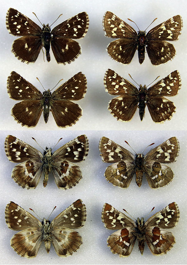 チャマダラセセリ